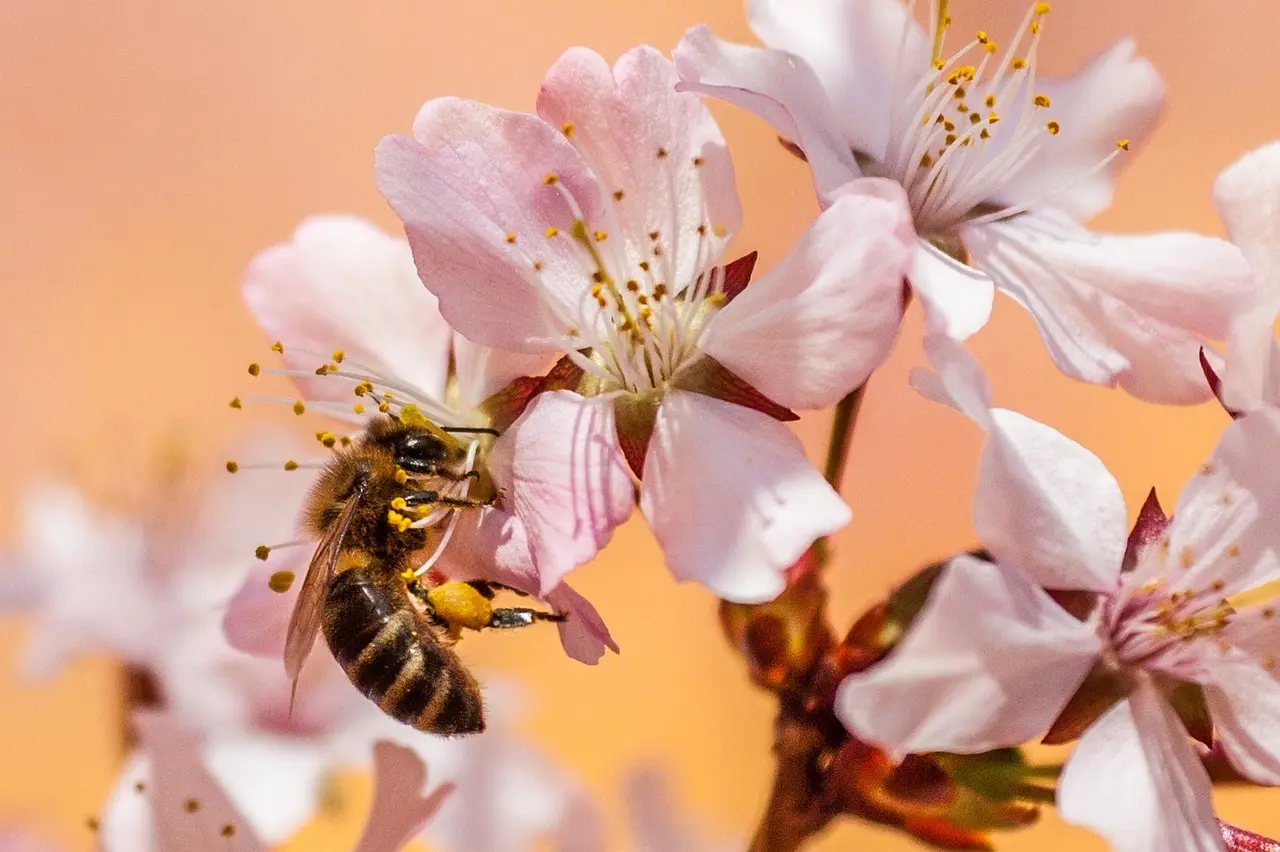 Programmer Bee-Bot med pilekort (5-7 år)